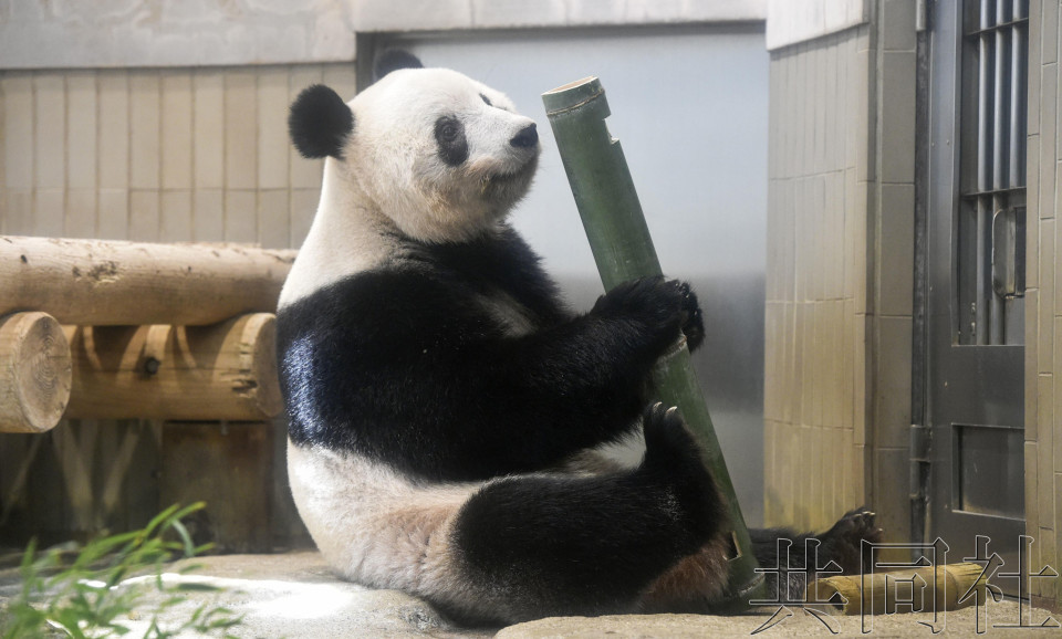 大熊猫“香香”将于明年2月归还中国