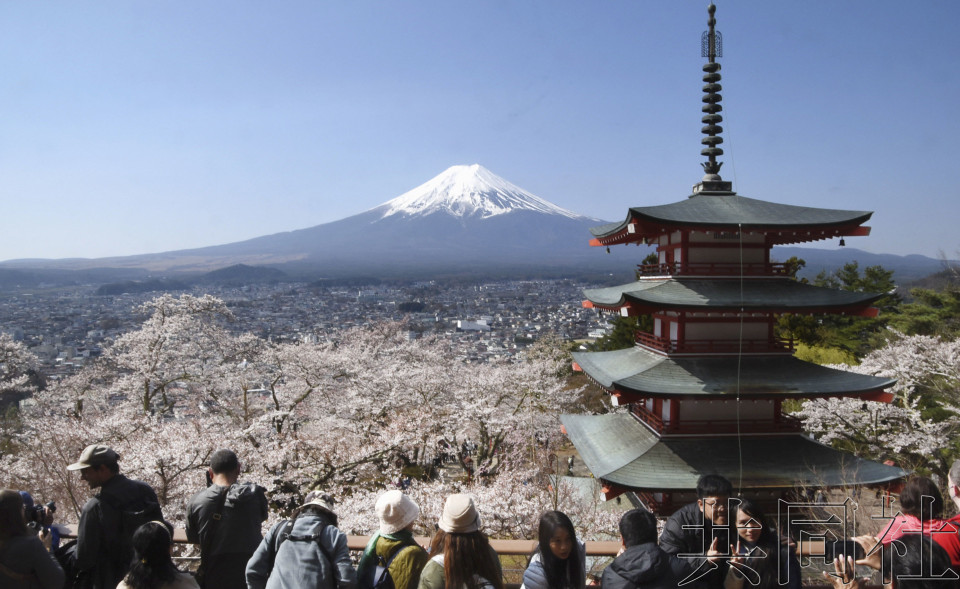 新仓山浅间公园迎来最佳赏樱期