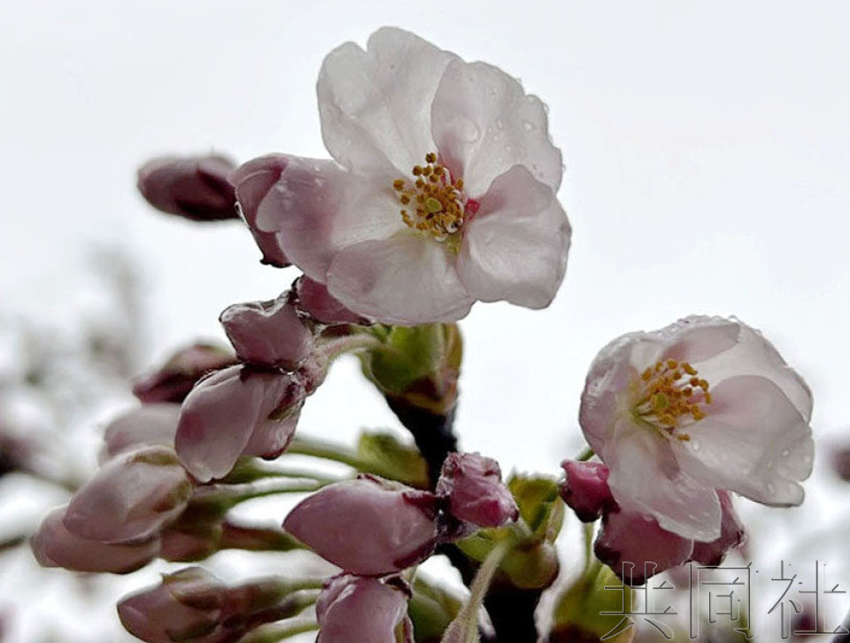 “樱花前线”已抵达北海道 南端松前町宣布开花