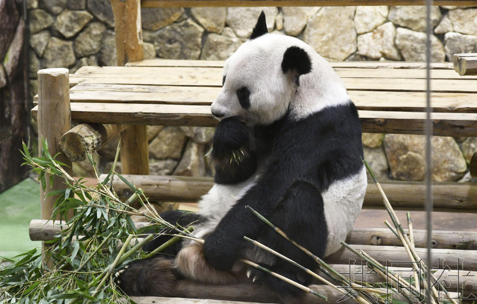 大熊猫“永明”被任命为“中日友好特使”