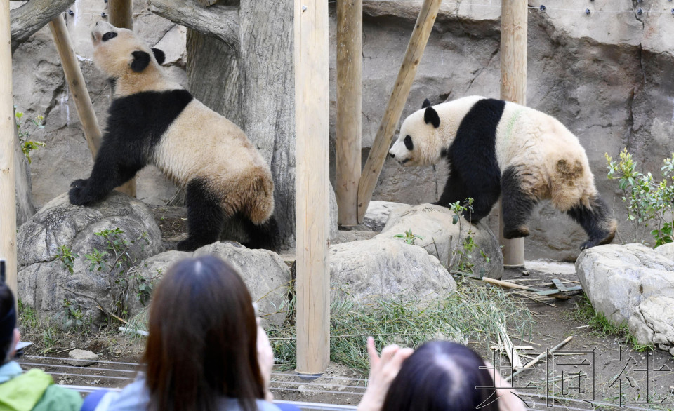 上野大熊猫即将归还 民众叹息再难相见