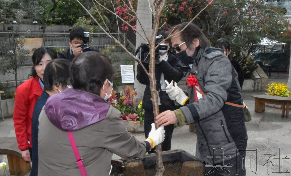 鸟取花回廊种植浓香品种樱花 让视障人士一同赏樱
