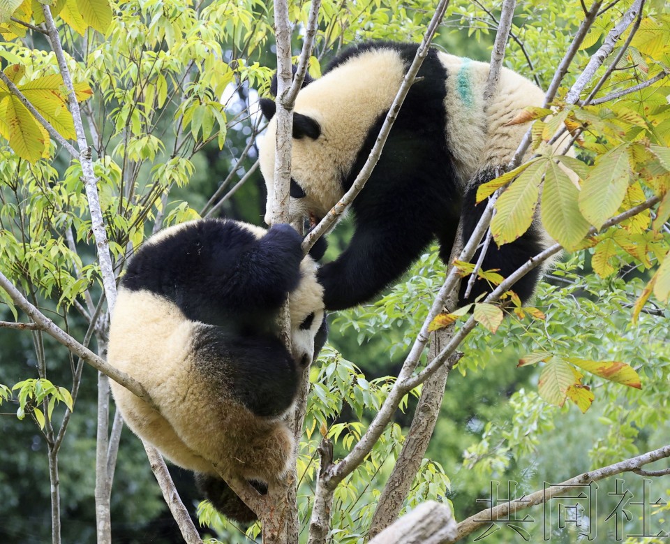 上野动物园举办大熊猫来日50周年回顾展