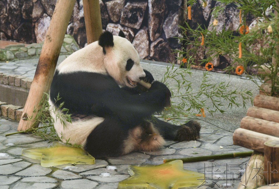 和歌山大熊猫“永明”收到七夕节礼物