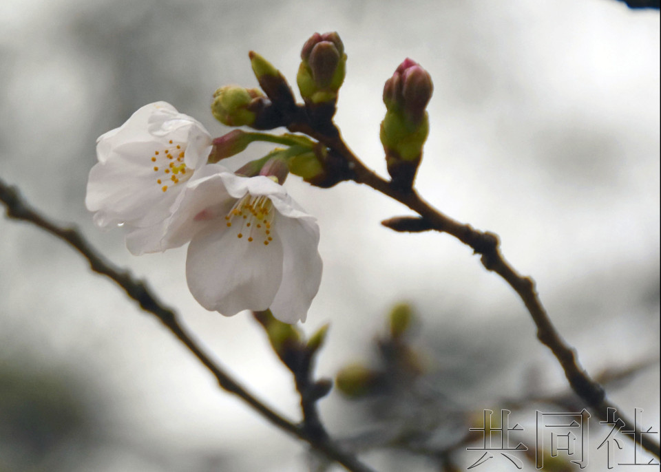 高知樱花率先开放 为日本最早