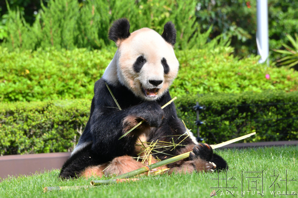 日本最高龄大熊猫及其双胞胎后代将送还中国
