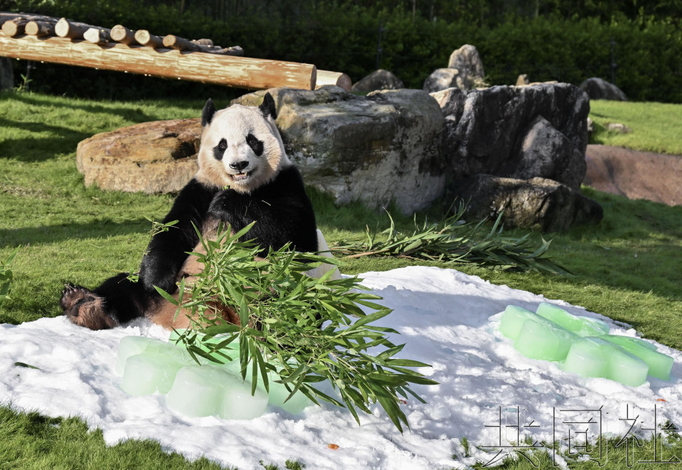 和歌山大熊猫“枫滨”迎来4岁生日