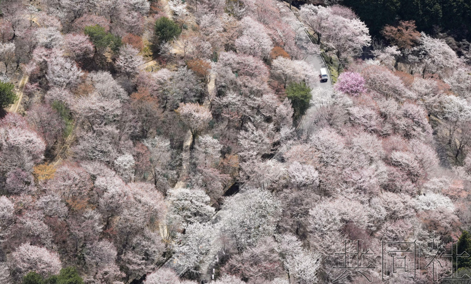 吉野山樱花迎来“一目千株”的最佳观赏期