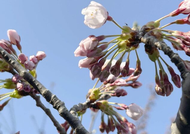 “樱花前线”抵达北海道 南端松前町宣布开花