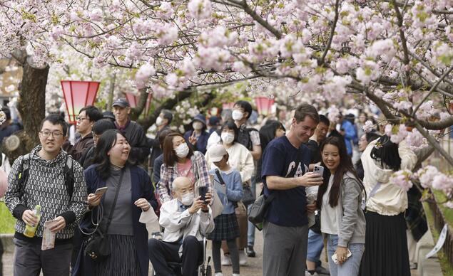 大阪造币局“穿行樱花通道”开放