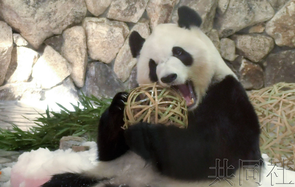 和歌山“冒险世界”大熊猫6月28日全部返华