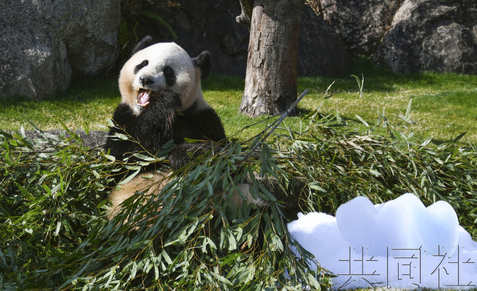 和歌山大熊猫获赠情人节礼物