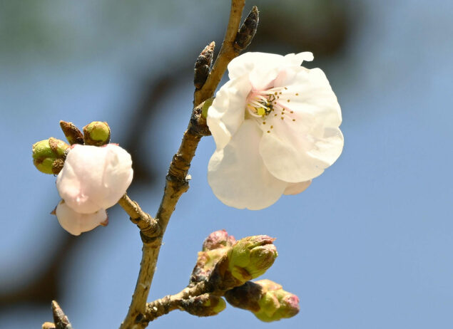 岐阜和高知樱花率先开放 高知连续3年为日本最早