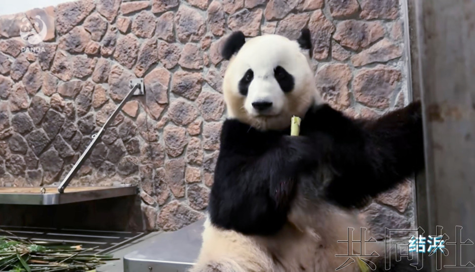 中国成都基地公开从日本和歌山归国的大熊猫视频