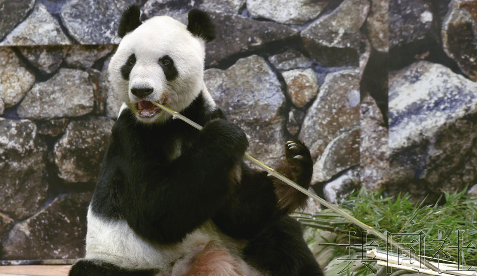 和歌山设施为离世大熊猫“永明”设置献花台