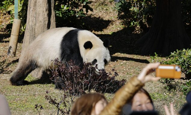 详讯：上野动物园大熊猫27日启程离开日本