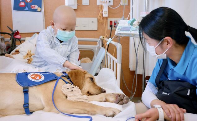 筑波大学医院将引入“设施犬”关怀住院儿童