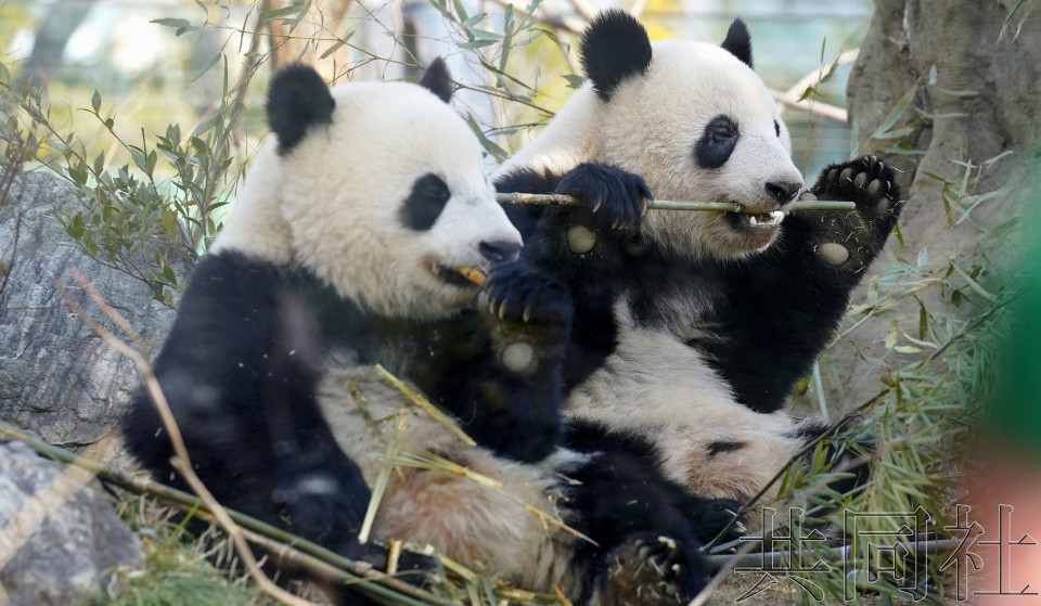 上野动物园双胞胎大熊猫开始训练与母亲分开