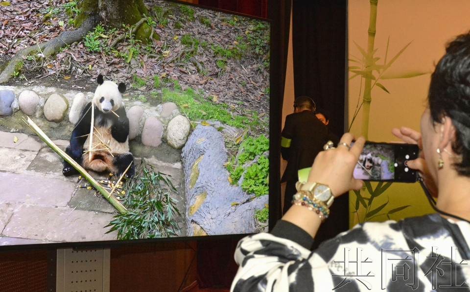 中国驻日使馆举办连线大熊猫“香香”的交流活动