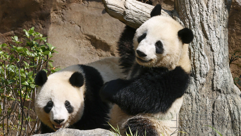 上野动物园双胞胎大熊猫已与母亲分开生活