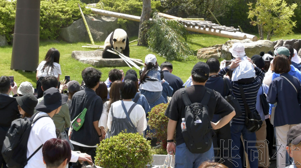 和歌山“冒险世界”大熊猫将返华 游客排起长队
