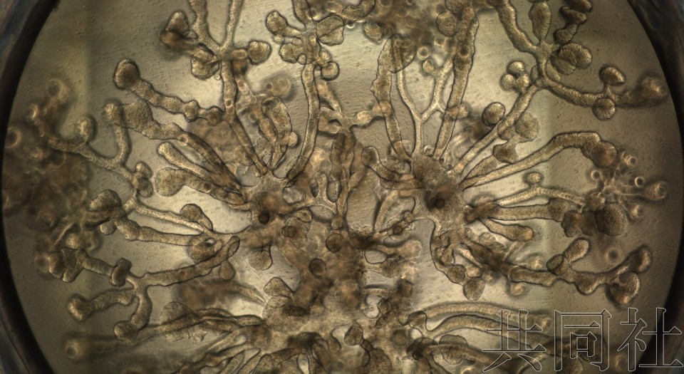 日团队成功用iPS制成人工泪腺 有望治疗干眼症