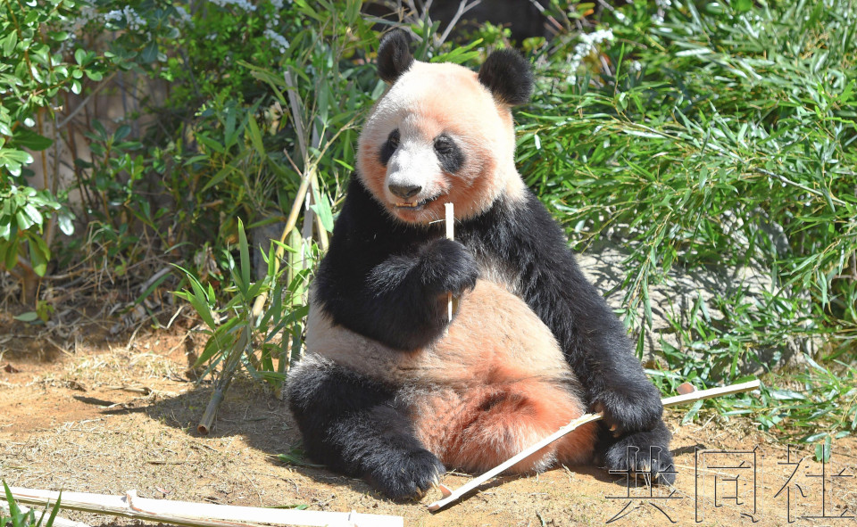 上野动物园双胞胎大熊猫将分开展示