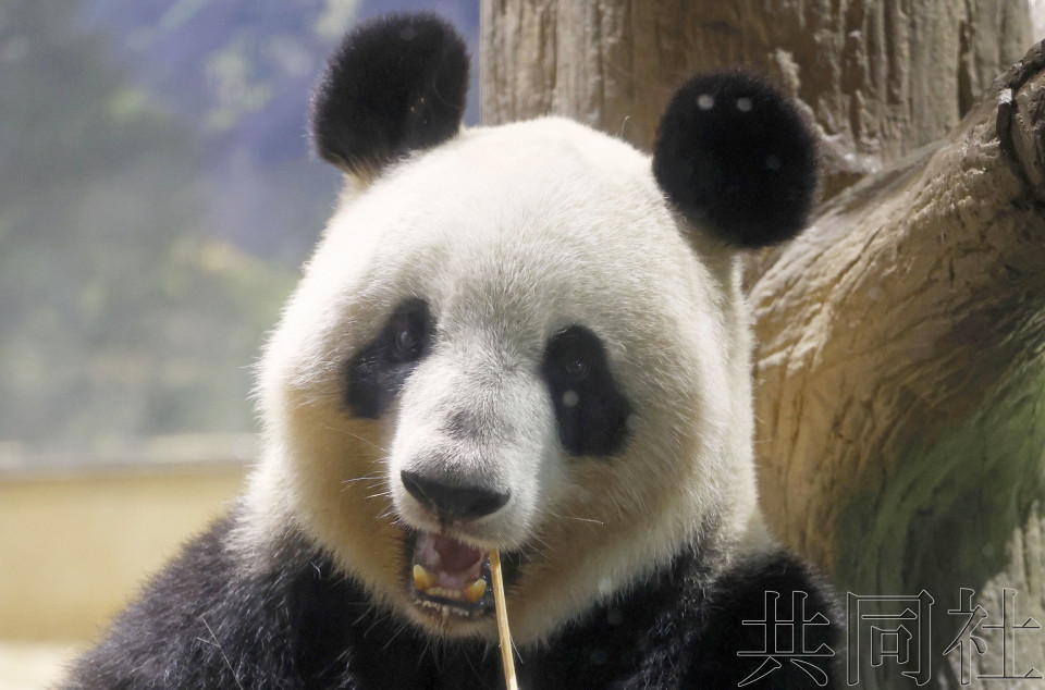 上野大熊猫夫妇最后一天见游客 开门前排起约两千人