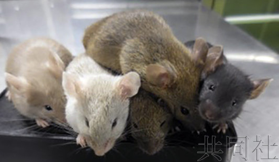 日本成功用雄鼠iPS细胞制成卵子