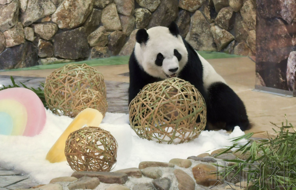 和歌山大熊猫“彩滨”迎来6岁生日