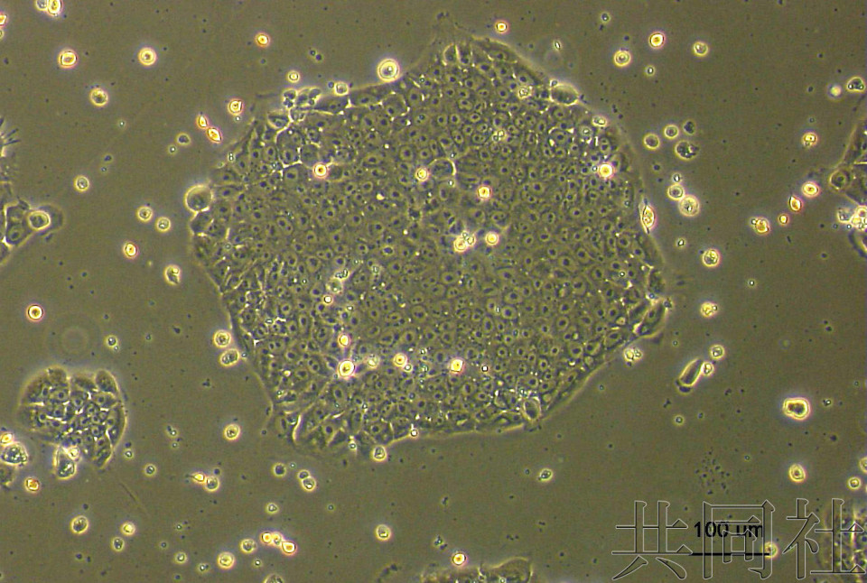 日本研究团队成功用猫制作出iPS细胞