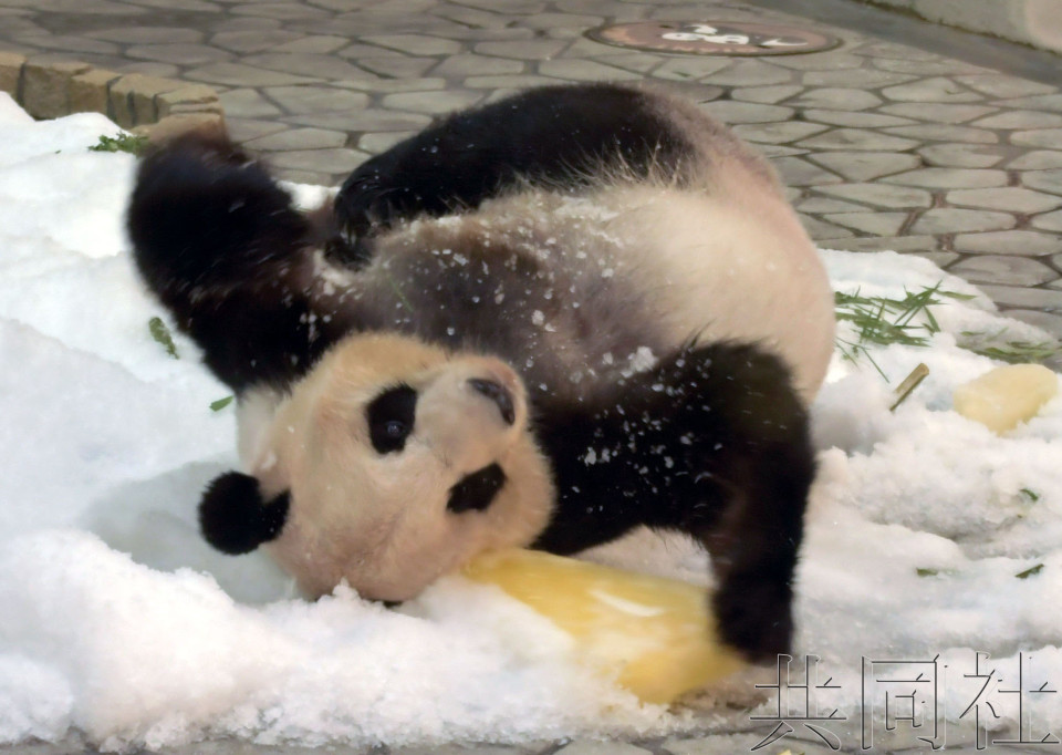 和歌山产下10娃的大熊猫“良滨”迎来24岁生日