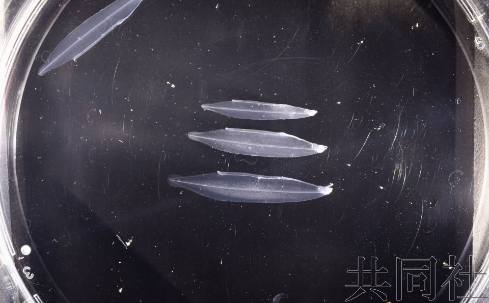 近畿大学成功实现日本鳗完全养殖