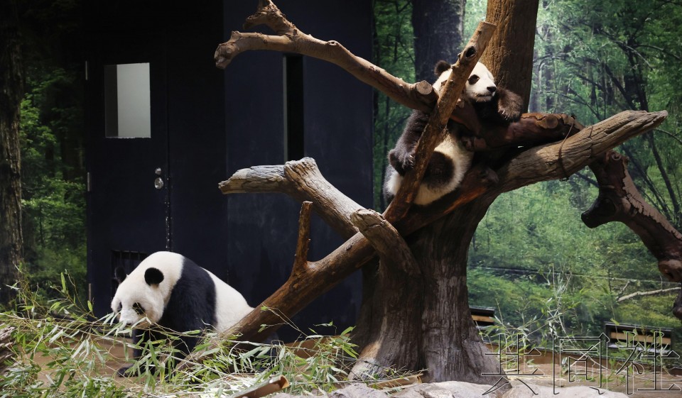 上野动物园为双胞胎大熊猫庆祝一岁生日