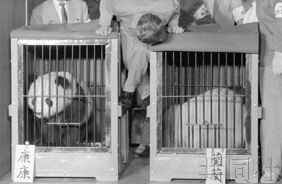 话题：中国大熊猫落户上野动物园50年