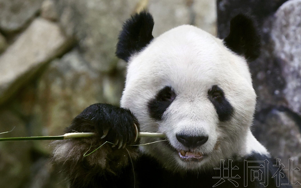 和歌山设施惜别大熊猫“永明”父女 22日将返华