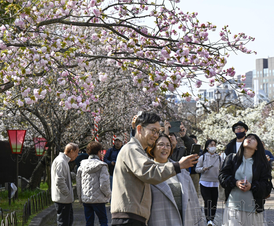 大阪造币局“穿行樱花通道”活动开启