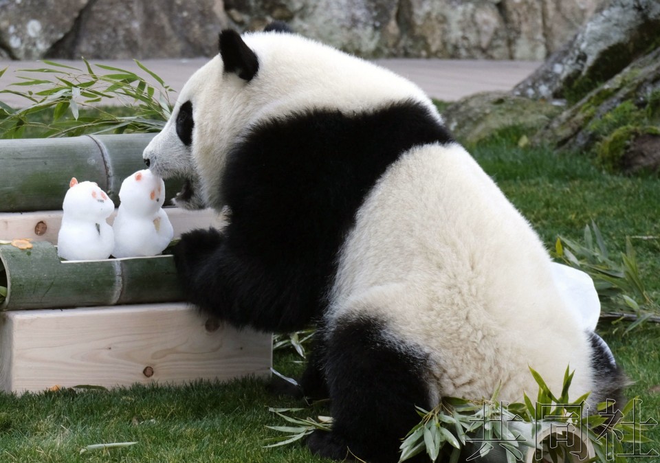 和歌山雌性大熊猫宝宝获赠女儿节礼物