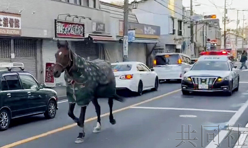 明治大学马术部马匹在川崎市街头“徘徊”