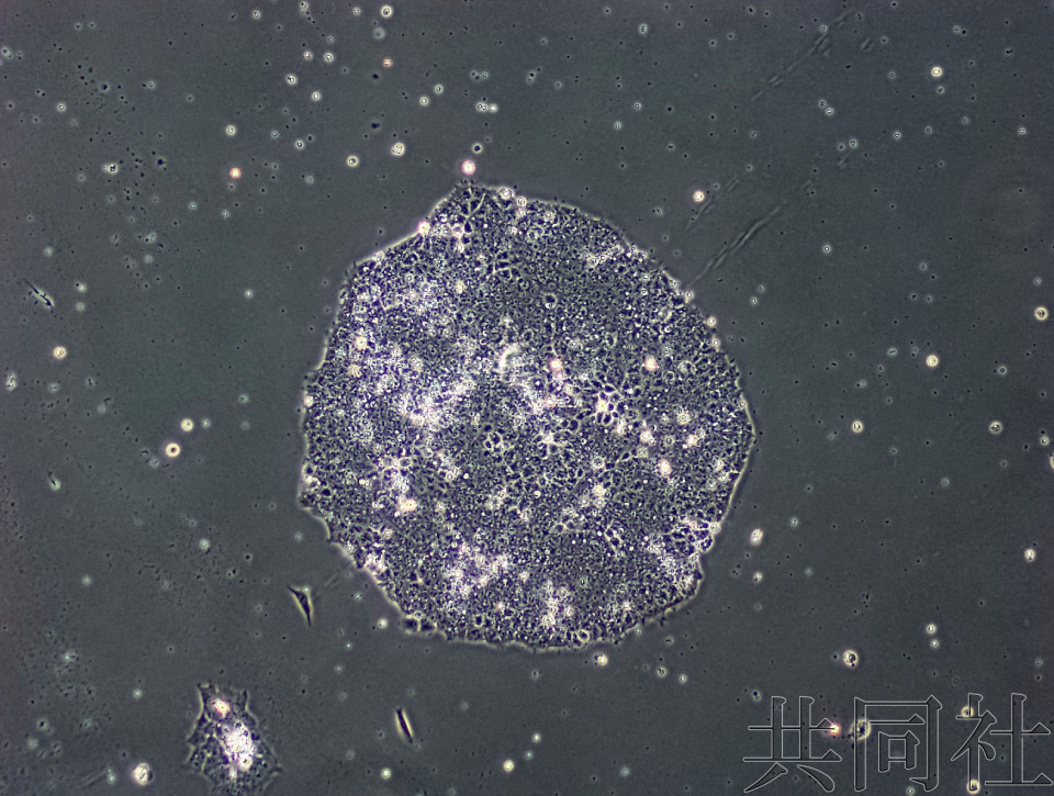 日本团队用狗尿有效制成iPS细胞