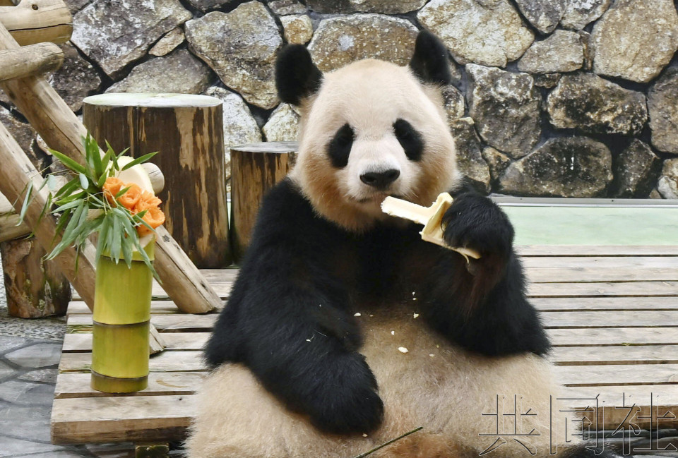 和歌山大熊猫欢送活动27日举行 7日起受理报名