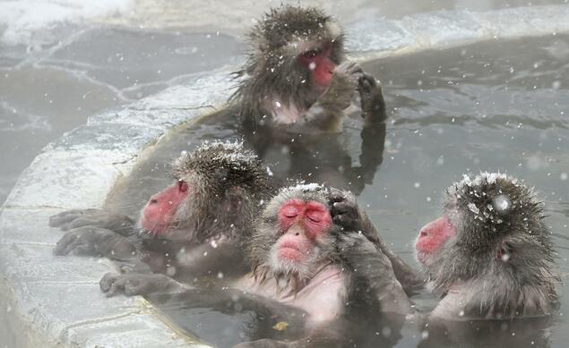 函馆市热带植物园日本猕猴享受雪中温泉