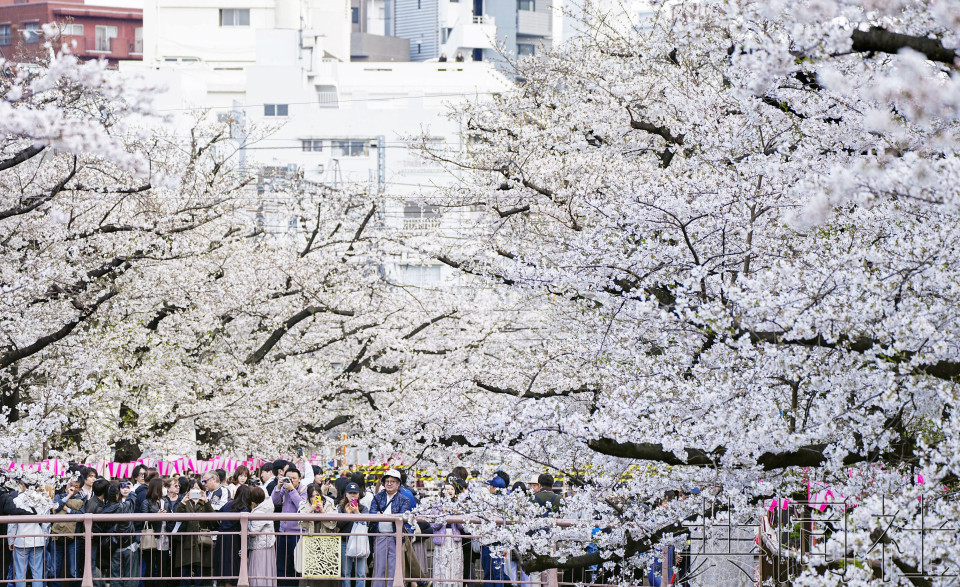 东京都心樱花盛开 比去年早5天