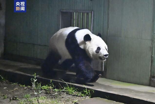 详讯：东京上野龙凤胎大熊猫顺利抵达中国四川