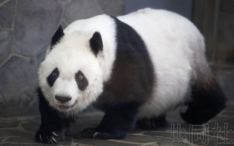 神户大熊猫“旦旦”因心脏病延期返华