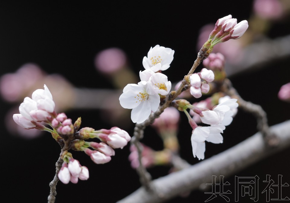 东京都心樱花开放 较常年早4天