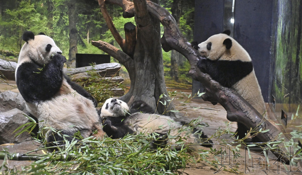 上野动物园双胞胎大熊猫将训练与母亲分开