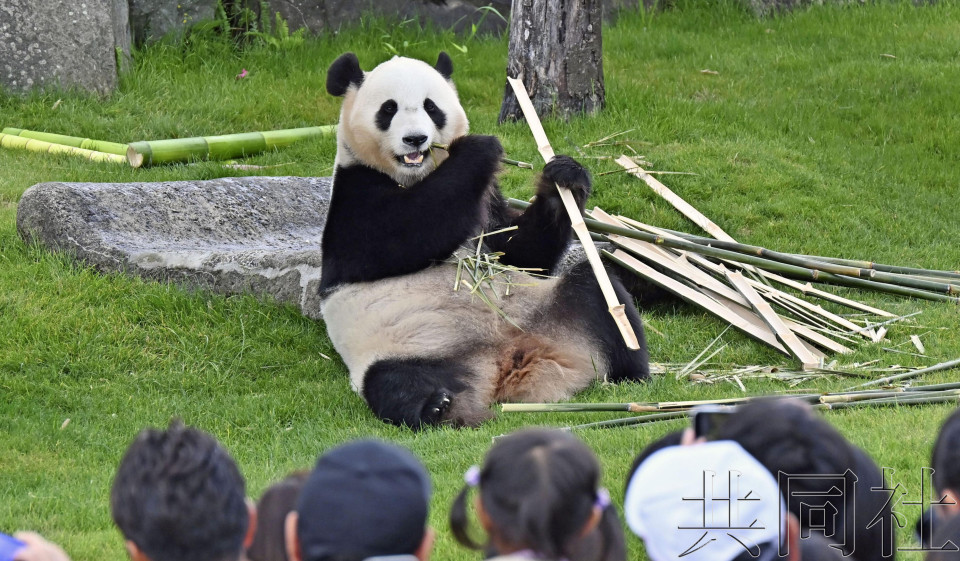 聚焦：日本或陷入国内无大熊猫窘境