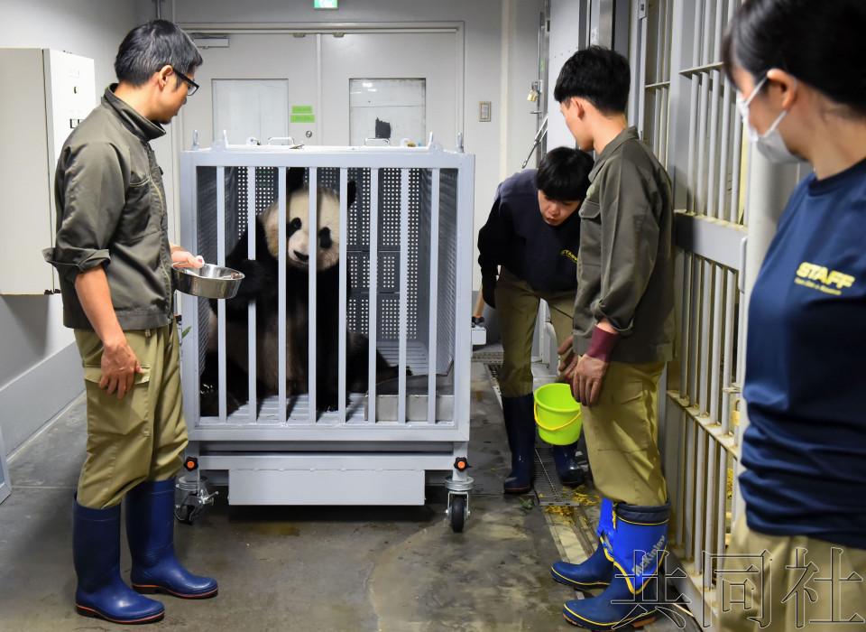 详讯：东京上野大熊猫夫妇返华 粉丝含泪送别
