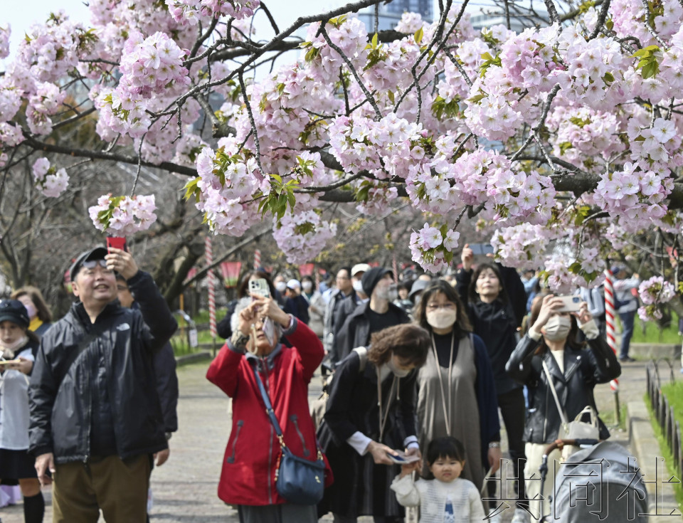 大阪造币局“穿行樱花通道”4月5日开放